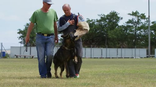 Men training a German Shepherd to bite