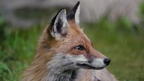 Fox öffnet Auge und sieht überrascht aus