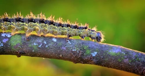 Caterpillar Crawling Slowly on Mossy Tree Branch