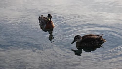 Two mallard ducks swim at the lake with stone reflect