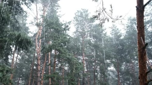 Gloomy Pine Forest During Heavy Rain Trunks and Crown Trees Through Raindrops