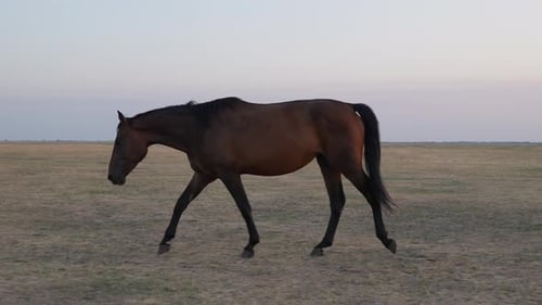 Wild Horses 04