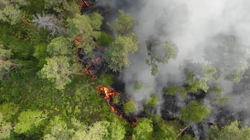 Aerial View Forest Fires Are Burning Violently