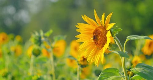 Sunflower Closeup in the Field Background