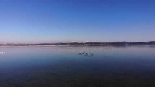 Flock of Birds Gather on Peaceful Lake