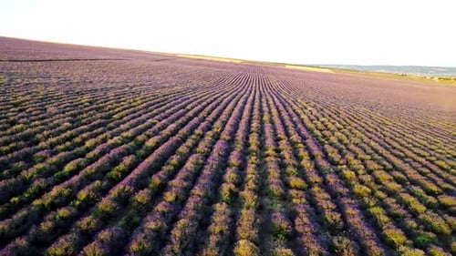 Purple rows of lavender field