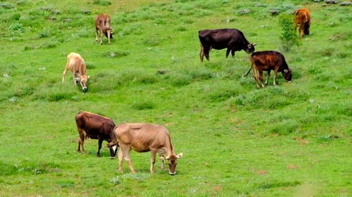 Cattle graze peacefully in a Sunny Meadow