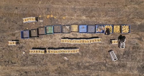 Sorting Melons on Farmland from Above