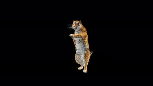 Tiger Dancing 4K