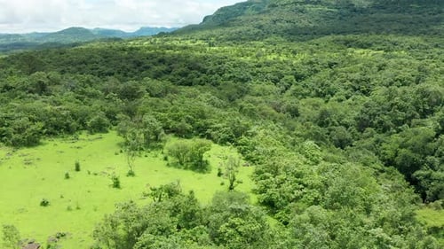 Aerial View of Green Forest Landscape