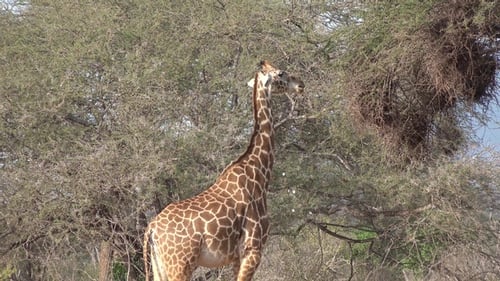 Giraffen grasen in der Savanne Südafrikas.