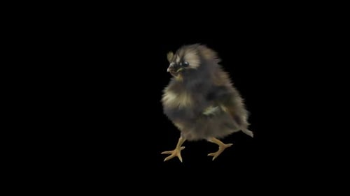 Cute Baby Chick Walks and Flaps Wings with Alpha Channel
