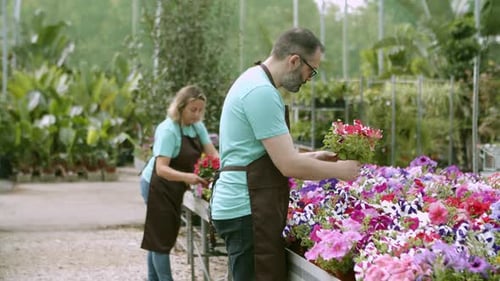 Florist Shop Employees Wearing Aprons Examining Potted Flowers