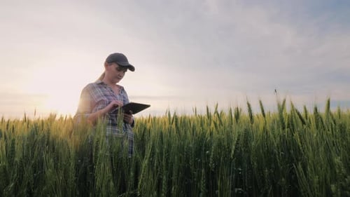Middle Aged Female Farmer Working in a Wheat Field Looking at Data on a Tablet