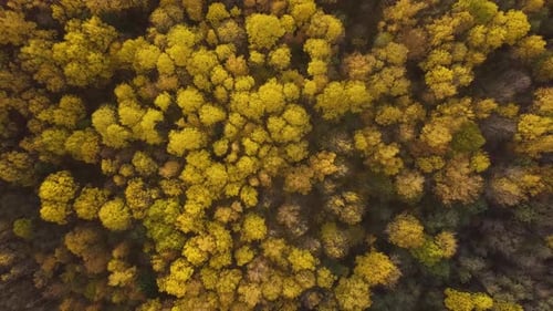 Aerial View of Colorful Autumn Forest