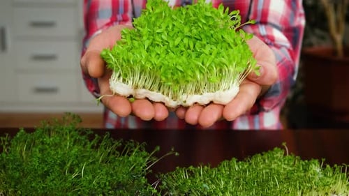 Hands Holding Fresh Green Microgreens at Home