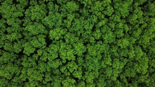 Drohnenperspektive Luftaufnahme von oben nach unten Grüner Wald Hintergrund Kaukasus Russland