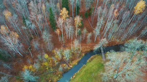 River and Colorful Forest Woodland at Autumn Trees Forest Landscape Aerial Shot. 4K Video