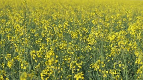 Yellow Rapeseed Field Swaying in the Wind