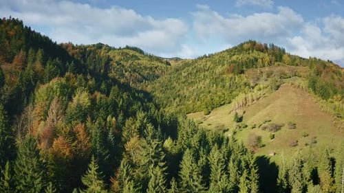 Mountain Pine Trees Forest at Ridges