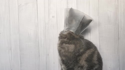 Collier vétérinaire pour lécher les animaux