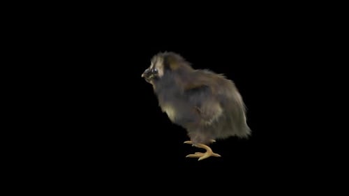 Cute Fluffy Baby Chick Walking in Seamless Loop