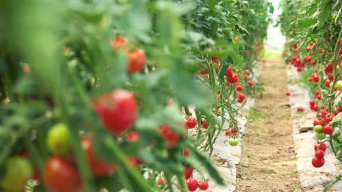 Ripe Tomatoes Growing in Greenhouse