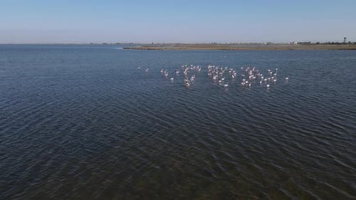 Flamingos Flying