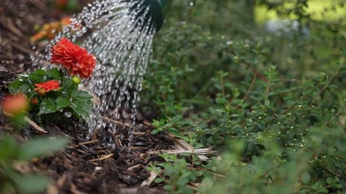 Watering Flowers in the Garden 21
