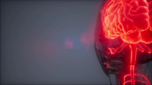 Animated Human Brain and Central Nervous System with Glowing Red Impulses