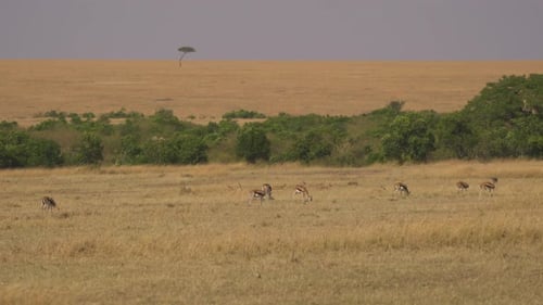 Gazelles Grazing Peacefully in the African Savanna