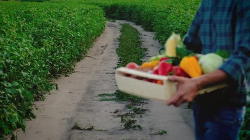 Farmers Harvesting Fresh Vegetables in Rural Field