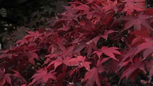 Red Maple Leaves