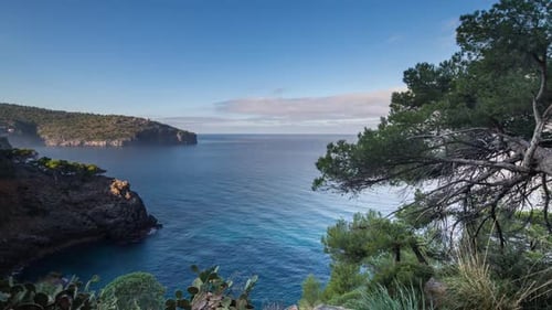 Tree fallen coast sea mallorca water