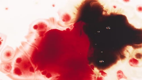 Abstract Red and Black Liquid Bloom on White