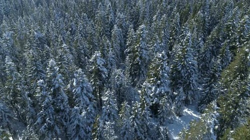 Aerial View of the Snow-covered Spruce Forest