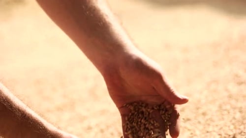 Hands Pouring Harvested Wheat Seeds in Sunlight