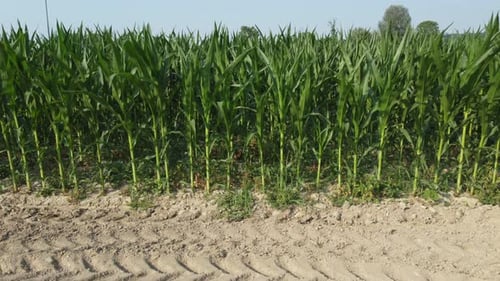 Corn Agriculture Cultivation Farm