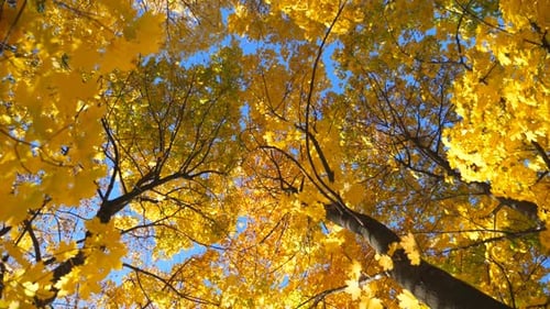 View To Tree Tops with Yellow Maple Leaves in Autumn Forest at Sunny Day. Crowns of Plants with Lush