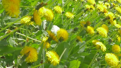 Viele Taraxacum-Blumen natürlicher Hintergrund 4K 3840X2160 UHD-Aufnahmen - Schöne gelbe Löwenzahn fl
