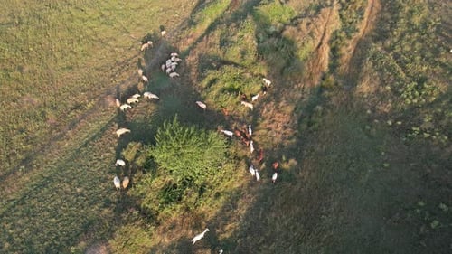 Aerial Sheep Grazing