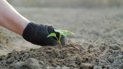 Plant Growth