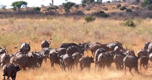 African Buffalo, syncerus caffer, Herd standing in Savannah, running, Tsavo Park in Kenya