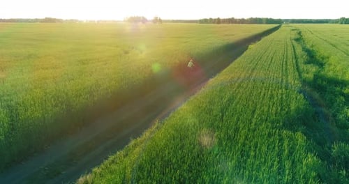 Aerial View on Young Boy That Rides a Bicycle Thru a Wheat Grass Field on the Old Rural Road