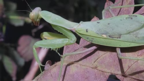 Praying Mantis on the Leaf