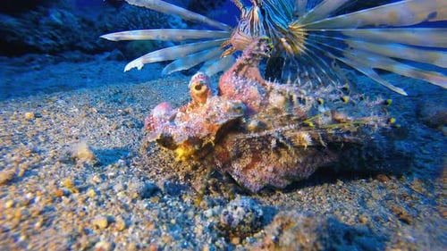 Walkman Scorpionfish and Lionfish