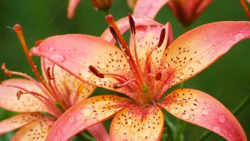 Orange Lily Flower Under Rain