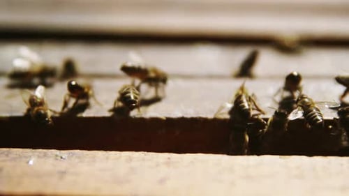 Gros plan d'abeilles mellifères se nourrissant d'une boîte en nid