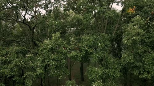 Aerial view of foggy forest and woman collecting mushrooms