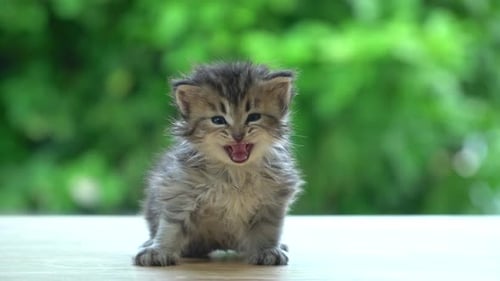 Cute Persian Kitten Sitting On Table